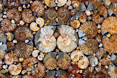 Table décorative avec ammonites - surface polie